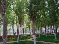 河北正定師范高等?？茖W校歷年錄取分數線