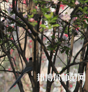 鄭州2020年有哪些幼師學校就業比較好