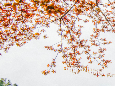 南華師范大學紅湘校區2023年有哪些專業