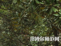 湖南師范大學(xué)樹達(dá)學(xué)院2023年學(xué)費(fèi)、收費(fèi)多少